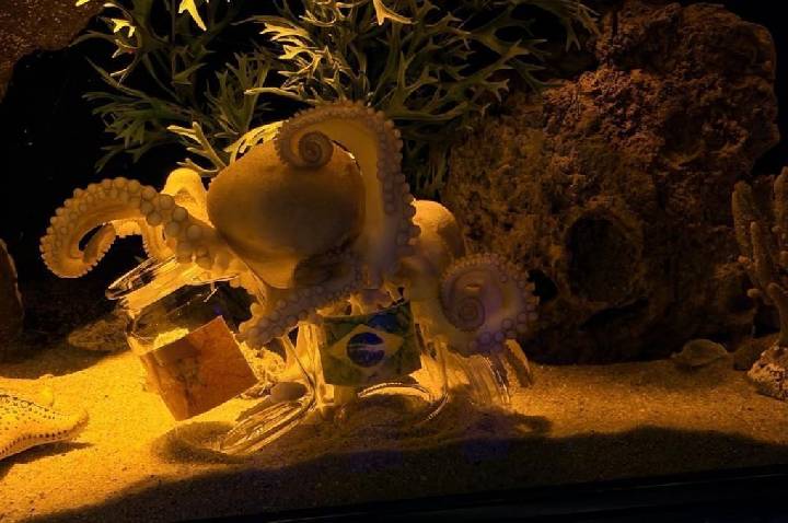 A voz do polvo: animal no Sul do Brasil faz previsões para a Copa do Mundo