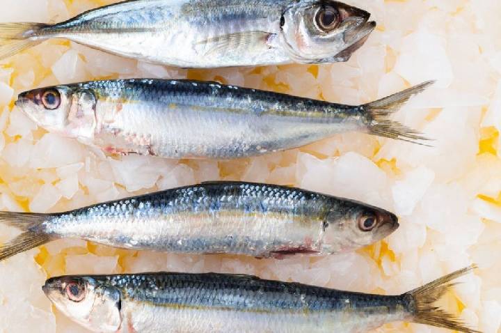 Anvisa determina recolhimento de sardinha contaminada por Salmonella
