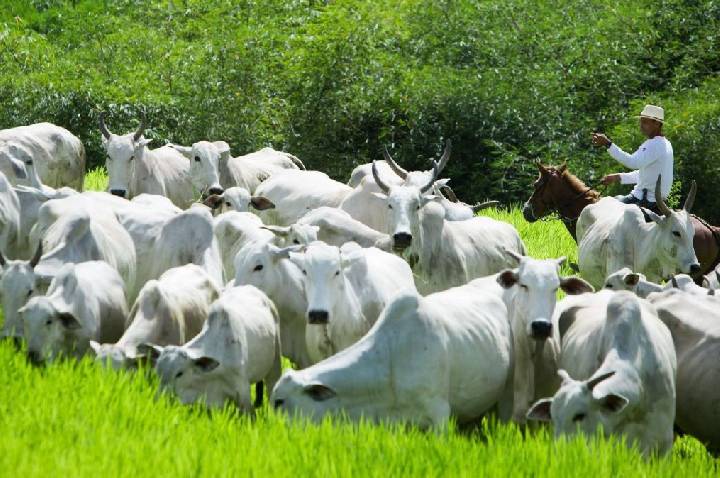 Após viagem à China, governo tenta flexibilizar cota de carnes