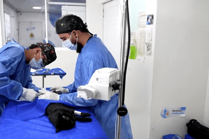 Atendimento veterinário gratuito é ampliado em Pereira, na Colômbia