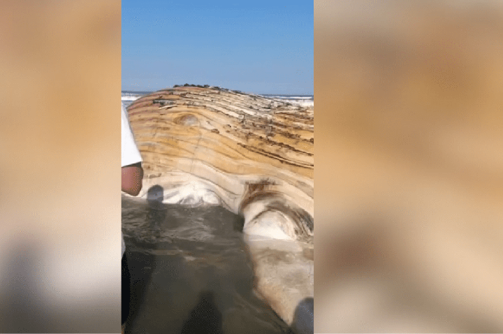 Baleia é encontrada morta na faixa de areia em praia de SP