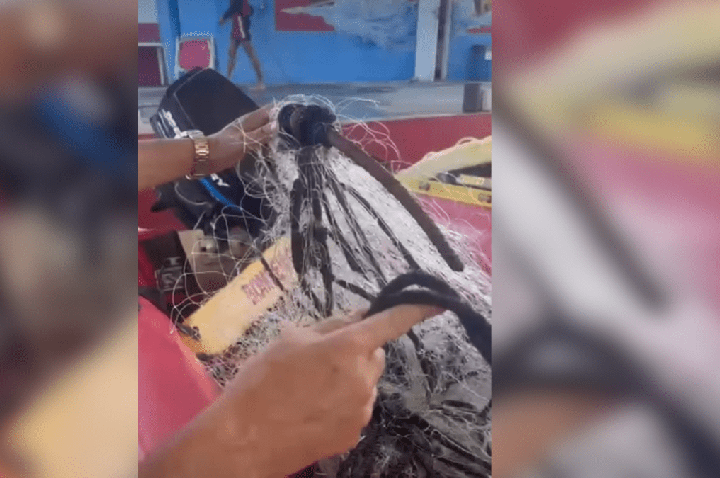 Baleia fica presa em rede e é resgata por bombeiros em no RJ; veja vídeo