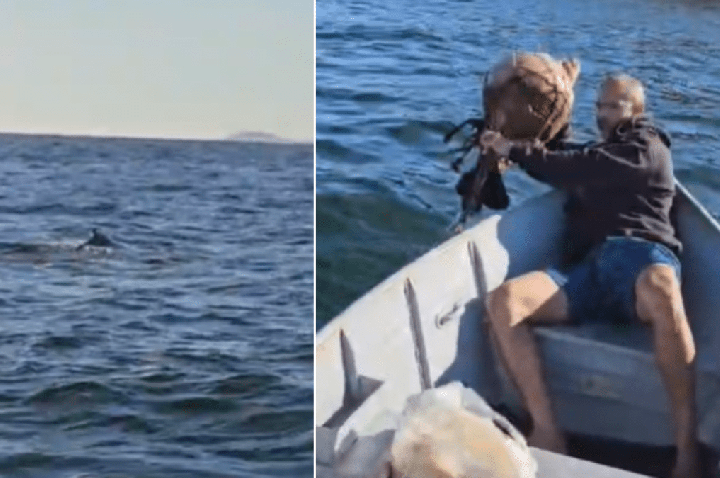 Baleia jubarte fica presa em rede de pesca e quase morre em Niterói