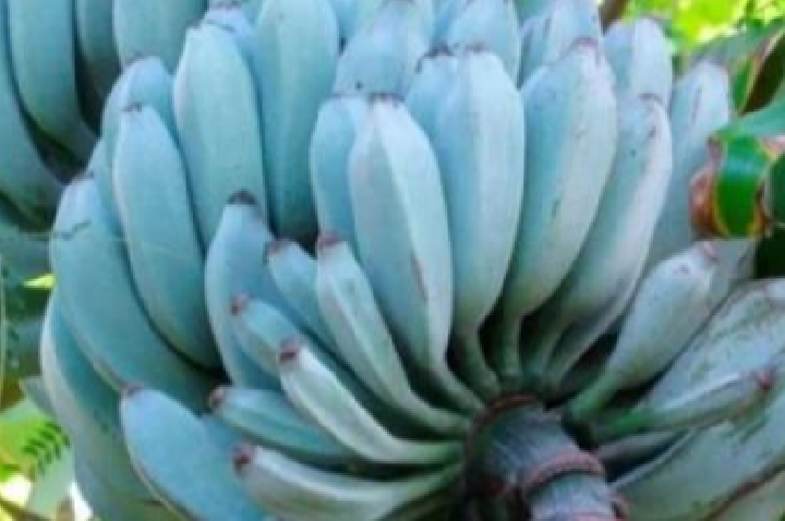 Banana blue: conheça a fruta azul tem sabor de sorvete de baunilha