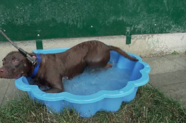 Banho em cachorro: especialistas explicam frequência certa