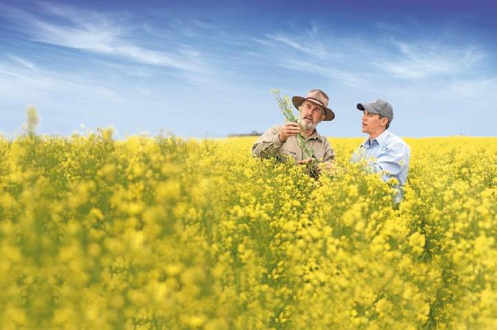 Bayer e Neste fecham acordo para ampliar canola para biocombustíveis