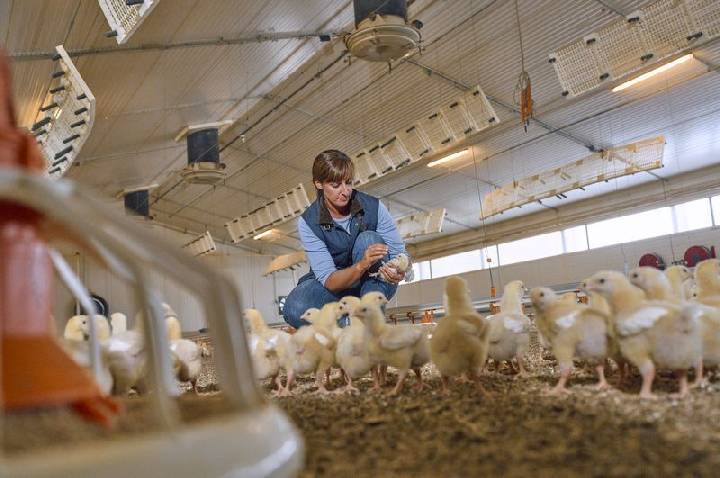 Boehringer amplia vendas em mais de 30% na avicultura no 2º trimestre