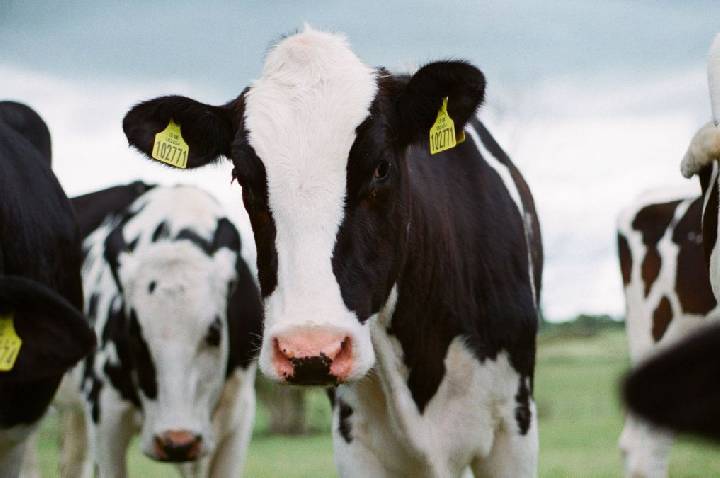 Brasil tenta abrir mercado de carne bovina na Coreia do Sul