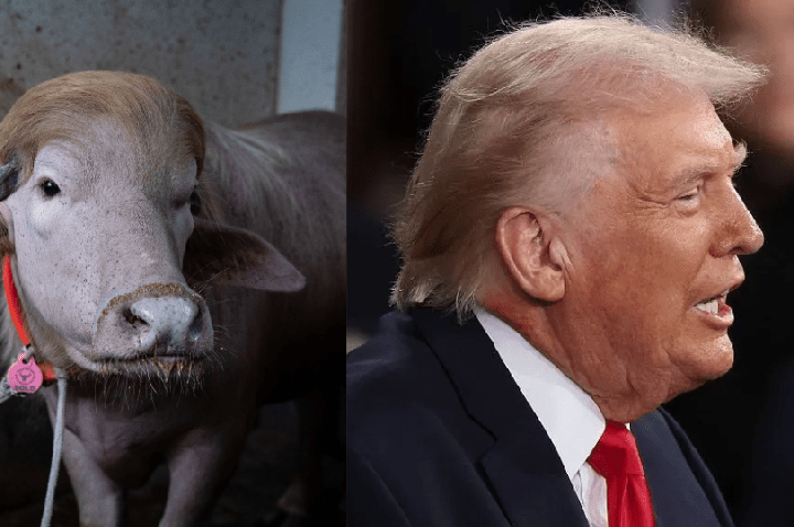 “Búfalo Trump” escapa de sacrifício em Bangladesh e vai para zoológico