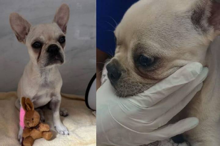 Buldogue francês é internada após ingerir mais de 55 pedras de crack em SC