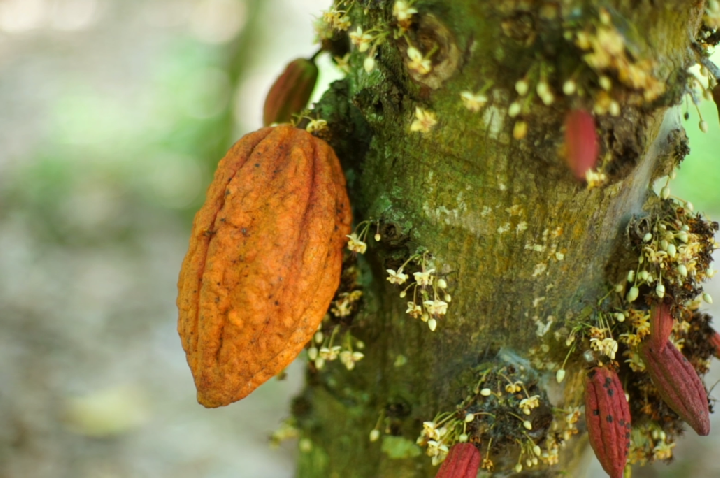 Cacau, café e açúcar já estão mais caros diante dos riscos do El Niño