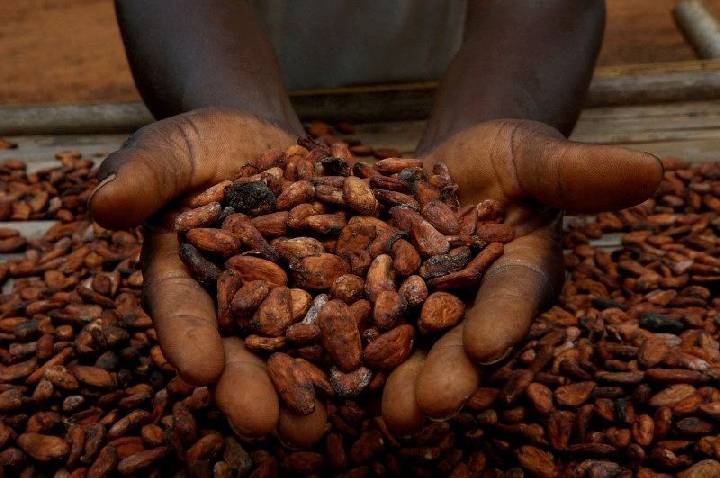 Cacau fecha em alta na bolsa de Nova York com aumento da oferta global