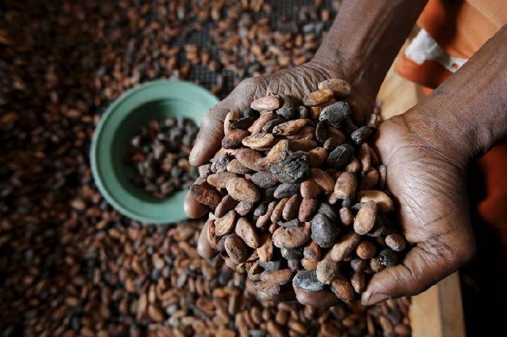 Cacau recua em NY com sinais de oferta global elevada