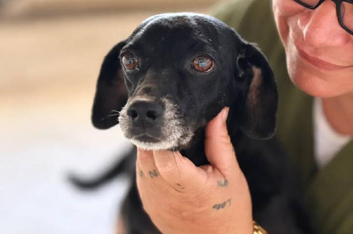 Cachorro Tropical supera grave ferimento e busca uma nova família