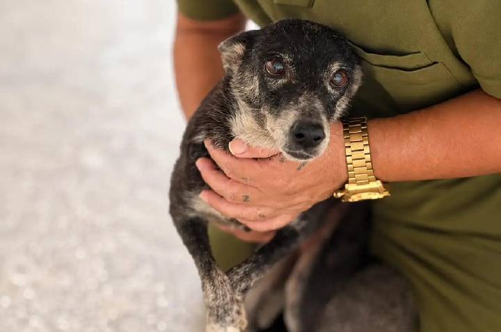 Cães resgatados em Porto Velho têm novas chances graças a histórias de superação