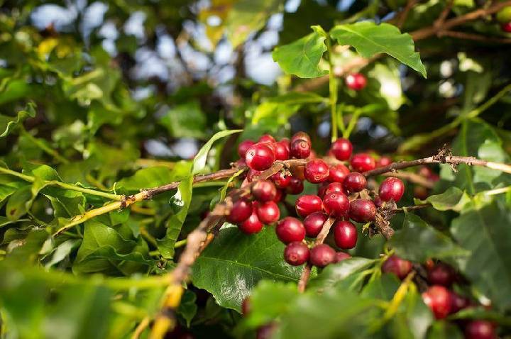 Café futuro recua quase 4% em Nova York com pressão da safra brasileira