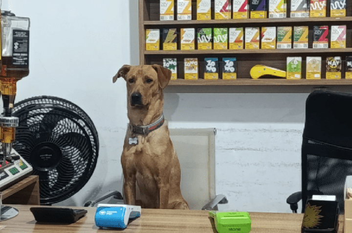 “Cão CLT”: animal viraliza após ajudar funcionários de mercado em SC