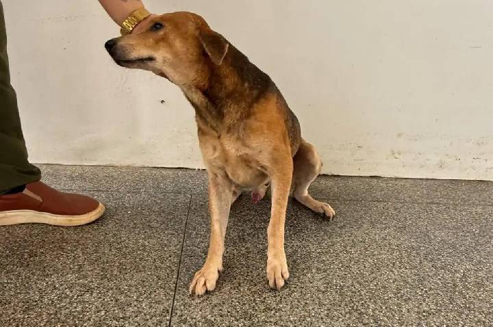 Cão Orelha se recupera de ferimentos e aguarda por uma nova família