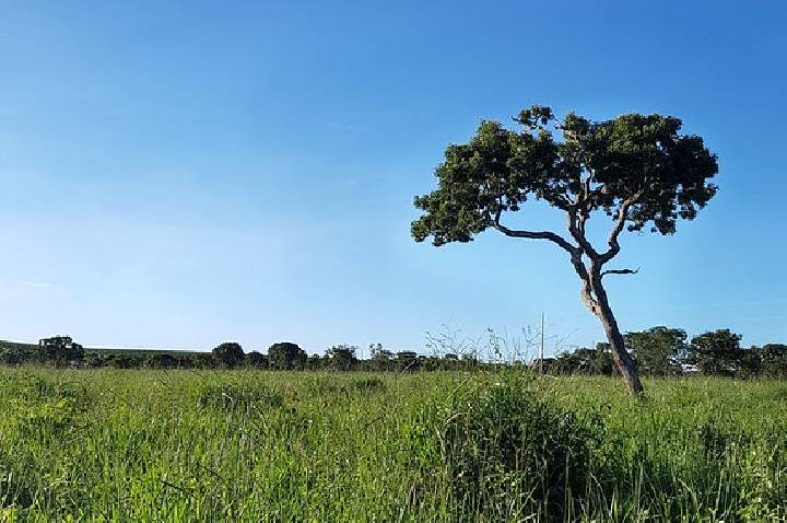 Chamada destina R$ 50 milhões à agricultura familiar no Cerrado