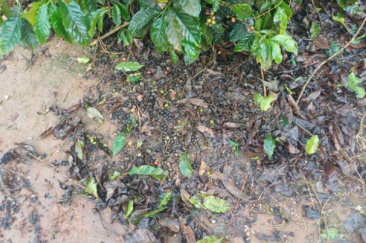 Chuva trava fim da colheita de café e ameaça qualidade dos grãos