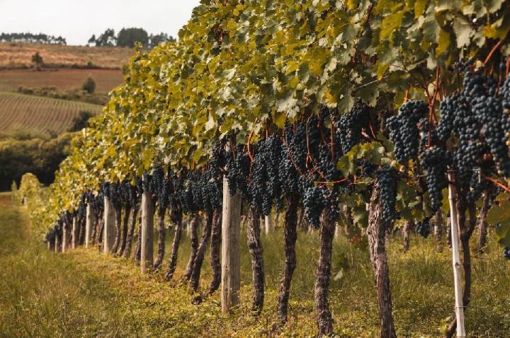 Chuvas atrasam colheita de uvas para vinhos de inverno em MG e SP