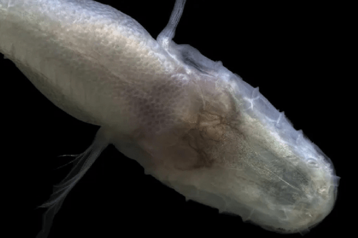 Cientista cai na lama e descobre peixe ‘ Demogorgon ‘ sem olhos por acaso