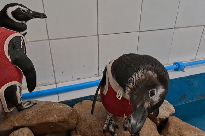 Cientistas criam traje de cobre e zinco para pinguins