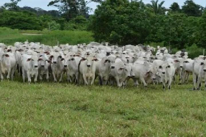 Cláudia de Jesus destina R$ 80 mil para programa de melhoramento genético bovino em Urupá