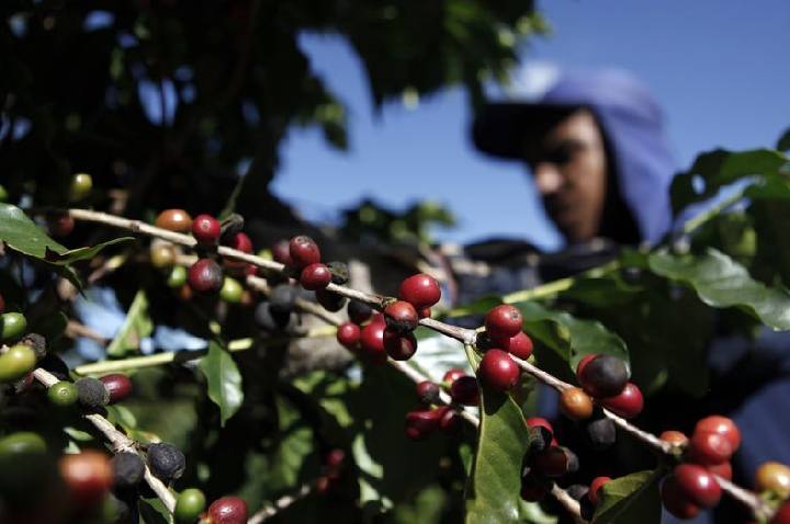Colheita de café arábica avança para 74% no Cerrado Mineiro