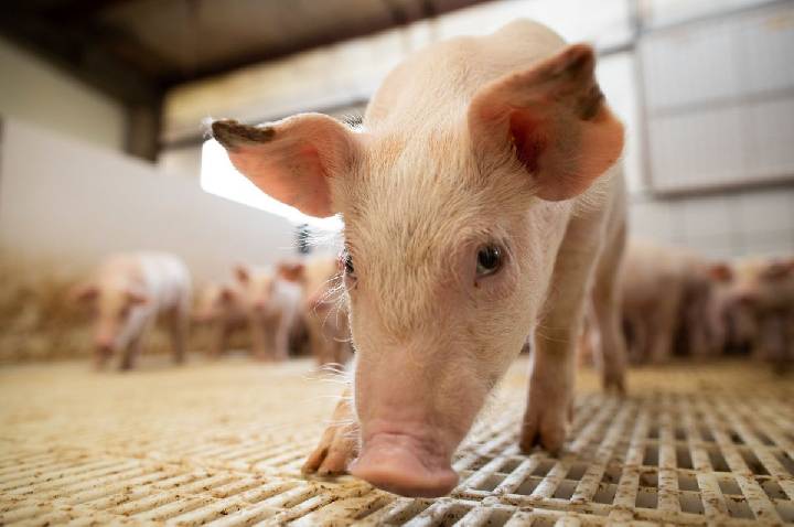 Com crédito de R$ 250 milhões, suinocultura avança em Mato Grosso do Sul