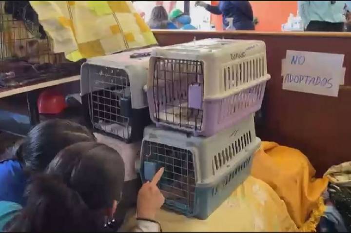 Como um McDonald’s virou hospital veterinário na Venezuela após terremotos