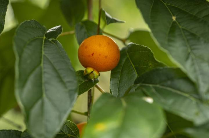 Conheça a guabiroba, a potência nativa que é aliada da saúde metabólica