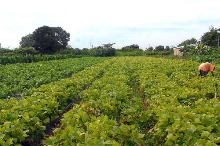 Crédito de R$ 64,3 milhões para segurança alimentar e povos indígenas