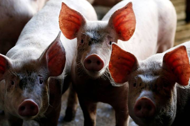 Dejeto suíno pode substituir fertilizante fosfatado na agricultura