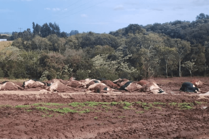 Descarga atmosférica mata mais de 30 vacas em Santa Catarina