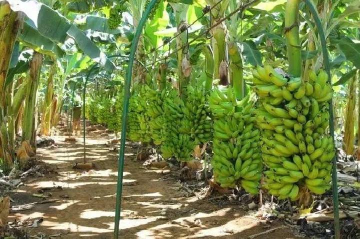 Destaque de Porto Velho na produção de banana e apoio aos agricultores