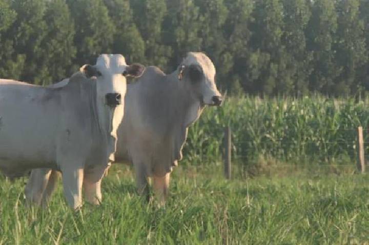 Dia de Campo vai apresentar tecnologias para fortalecer a pecuária sustentável
