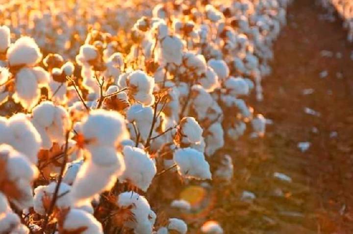 Do campo à etiqueta: rastreio de algodão brasileiro vira ativo global