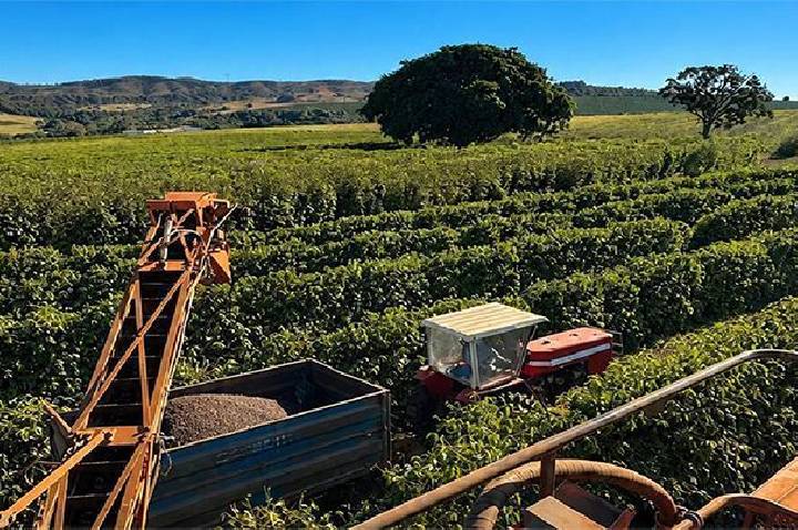 Em ritmo lento, colheita de café chega a 66% no Cerrado Mineiro