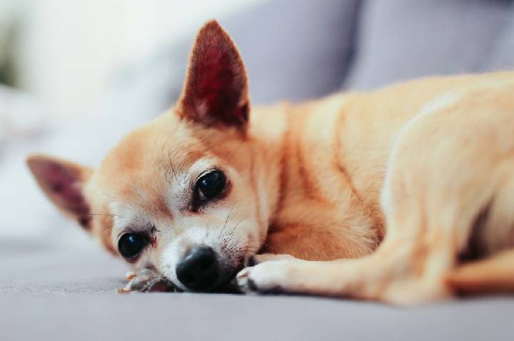 Empresa chinesa diz ter dispositivo capaz de “traduzir” sons de pets