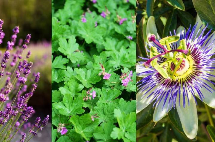 Entenda os nomes exóticos para ervas e flores famosas por causarem relaxamento