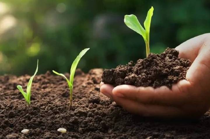 Entregas de fertilizantes crescem 3,8% no primeiro trimestre