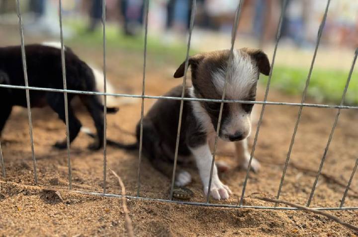 ESTAR ANIMAL - Feira de adoção de animais será realizada na Rua do Lazer no próximo domingo (2)