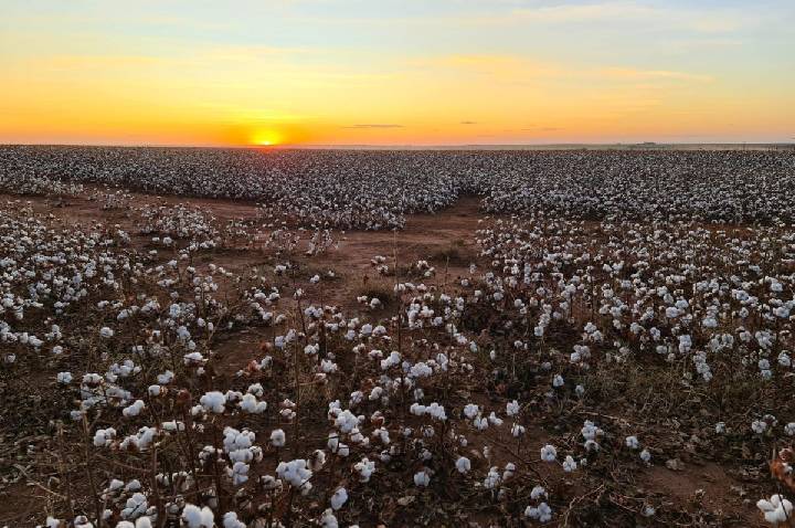 Estimativa de produtividade do algodão sobe em Mato Grosso