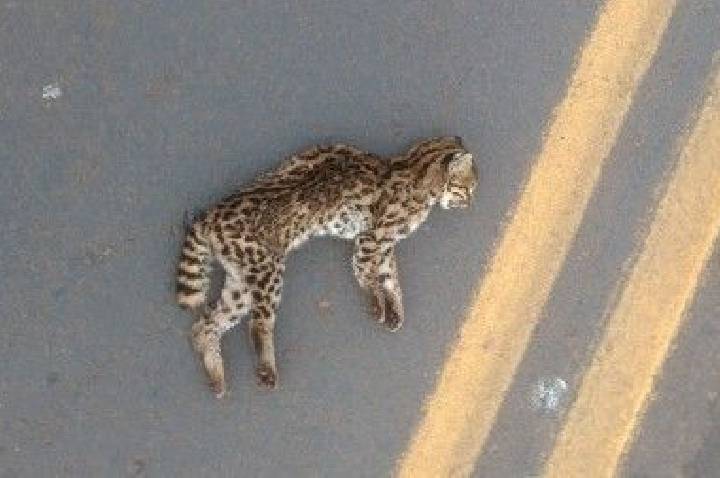 Estudo encontra fungo Sporothrix em animais atropelados no PR