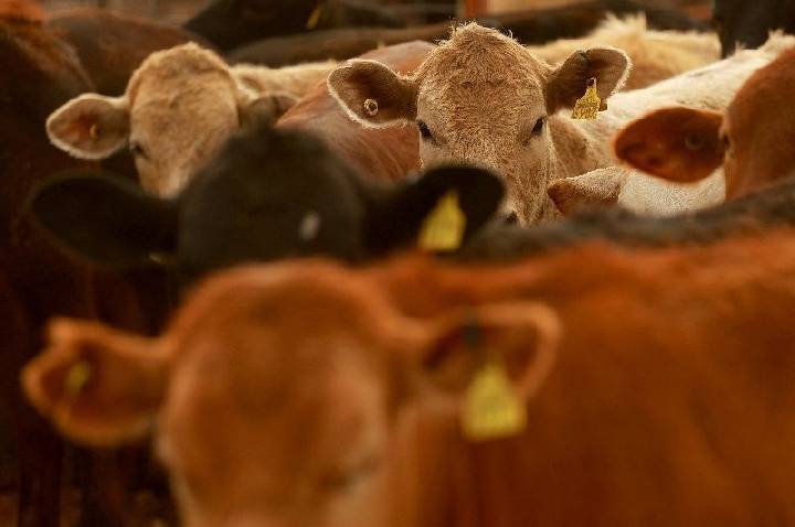 EUA vão retomar importação de gado do México em 30 dias