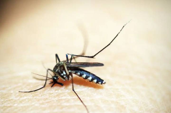 Febre amarela pode levar metade dos casos graves a óbito, diz especialista