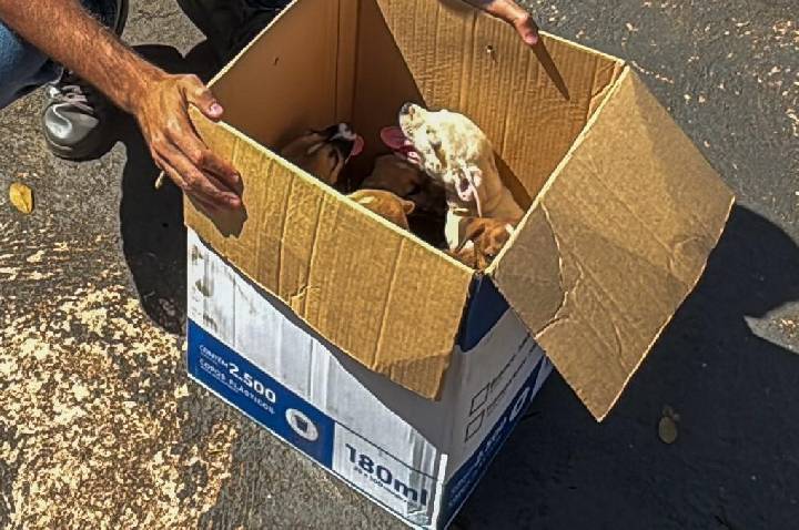 Filhotes largadas em plena via pública são acolhidos pela prefeitura