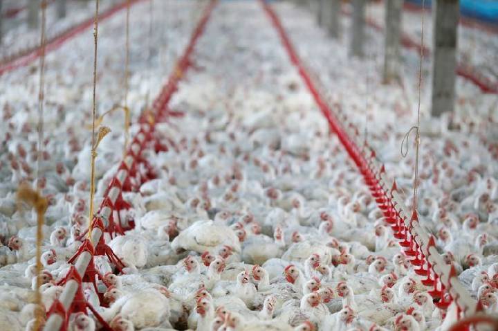 Filipinas registram foco de gripe aviária H5N1