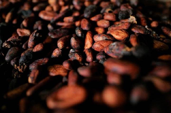 Futuros do cacau sobem 7,28% em NY com preocupações com o clima e oferta